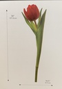 Stickers Tulipan Rojo 4 Apliques Gigantes- RMK1308GM