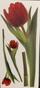 Stickers Tulipan Rojo 4 Apliques Gigantes- RMK1308GM