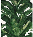 Diseño de hojas verdes/fondo blanco TT0301-5.30MT2